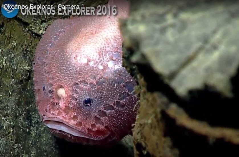 Chaunacops coloratus (Chaunacops coloratus) |commons:File:Chaunacops coloratus Okeanos.jpg