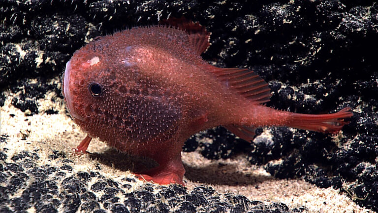 Chaunacops melanostomus (Chaunacops melanostomus) |commons:File:Sea toad (Chaunacops cf. melanostomus).jpg