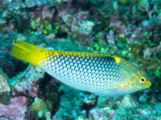 Checkerboard Wrasse (Halichoeres hortulanus) |commons:File:Checkerboard wrasse (Halichoeres hortulanus) (42786087155).jpg