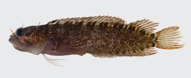 Checkered Blenny (Starksia ocellata) |commons:File:Starksia ocellata.jpg