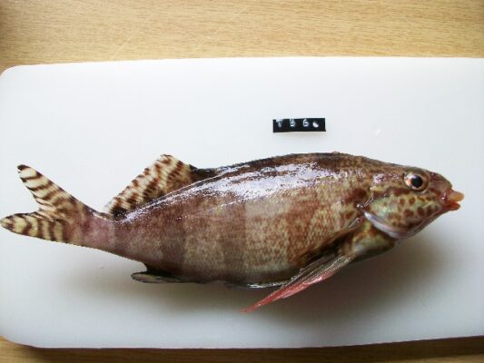 Cheilodactylus fasciatus (Cheilodactylus fasciatus) |commons:File:Cheilodactylus fasciatus.jpg
