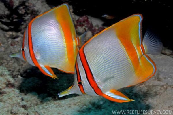 Chelmon marginalis (Chelmon marginalis) |commons:File:Chelmon marginalis.jpg