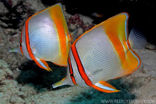 Chelmon marginalis (Chelmon marginalis) |commons:File:Chelmon marginalis.jpg