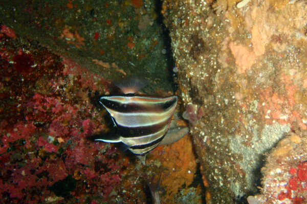 Chelmonops curiosus (Chelmonops curiosus) |commons:File:Chelmonops curiosus P1091700.JPG