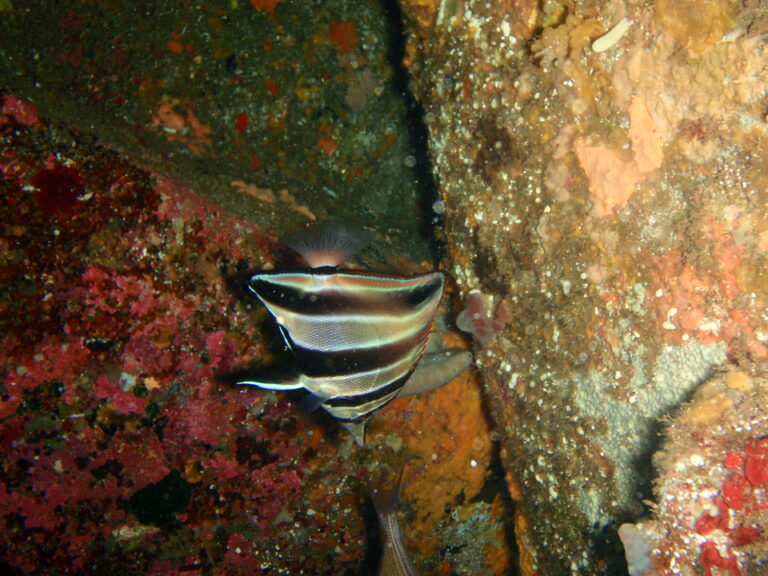 Chelmonops curiosus (Chelmonops curiosus) |commons:File:Chelmonops curiosus P1091700.JPG