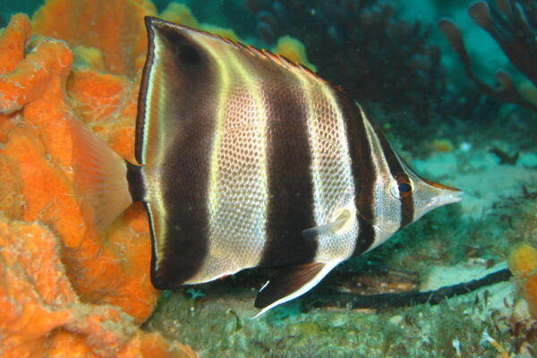 Chelmonops truncatus (Chelmonops truncatus) |commons:File:Chelmonops truncatus.jpg