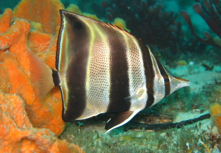 Chelmonops truncatus (Chelmonops truncatus) |commons:File:Chelmonops truncatus.jpg