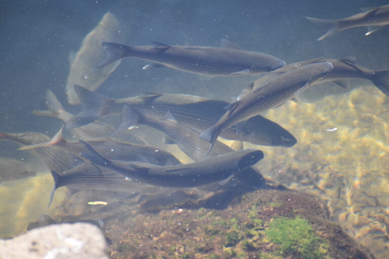 Chelon auratus (Chelon auratus) |commons:File:Agde - Chelon auratus 01.jpg