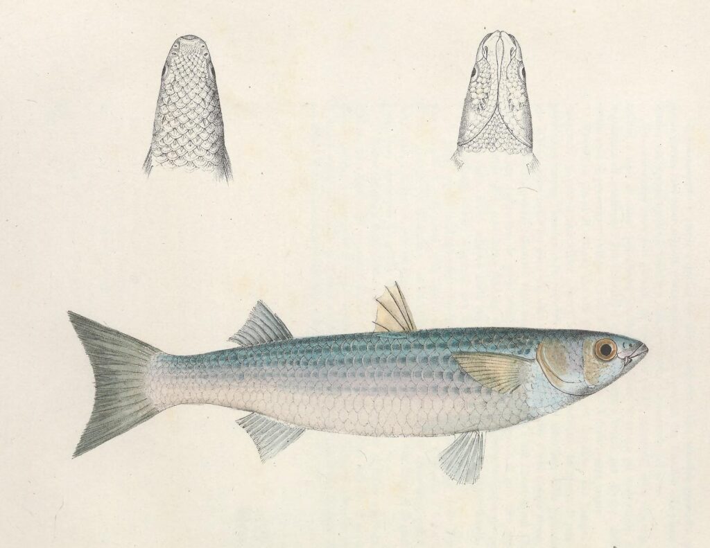 Chelon saliens (Chelon saliens) |commons:File:Chelon saliens - N121 w1150.jpg