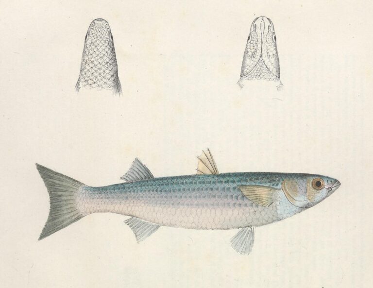Chelon saliens (Chelon saliens) |commons:File:Chelon saliens - N121 w1150.jpg