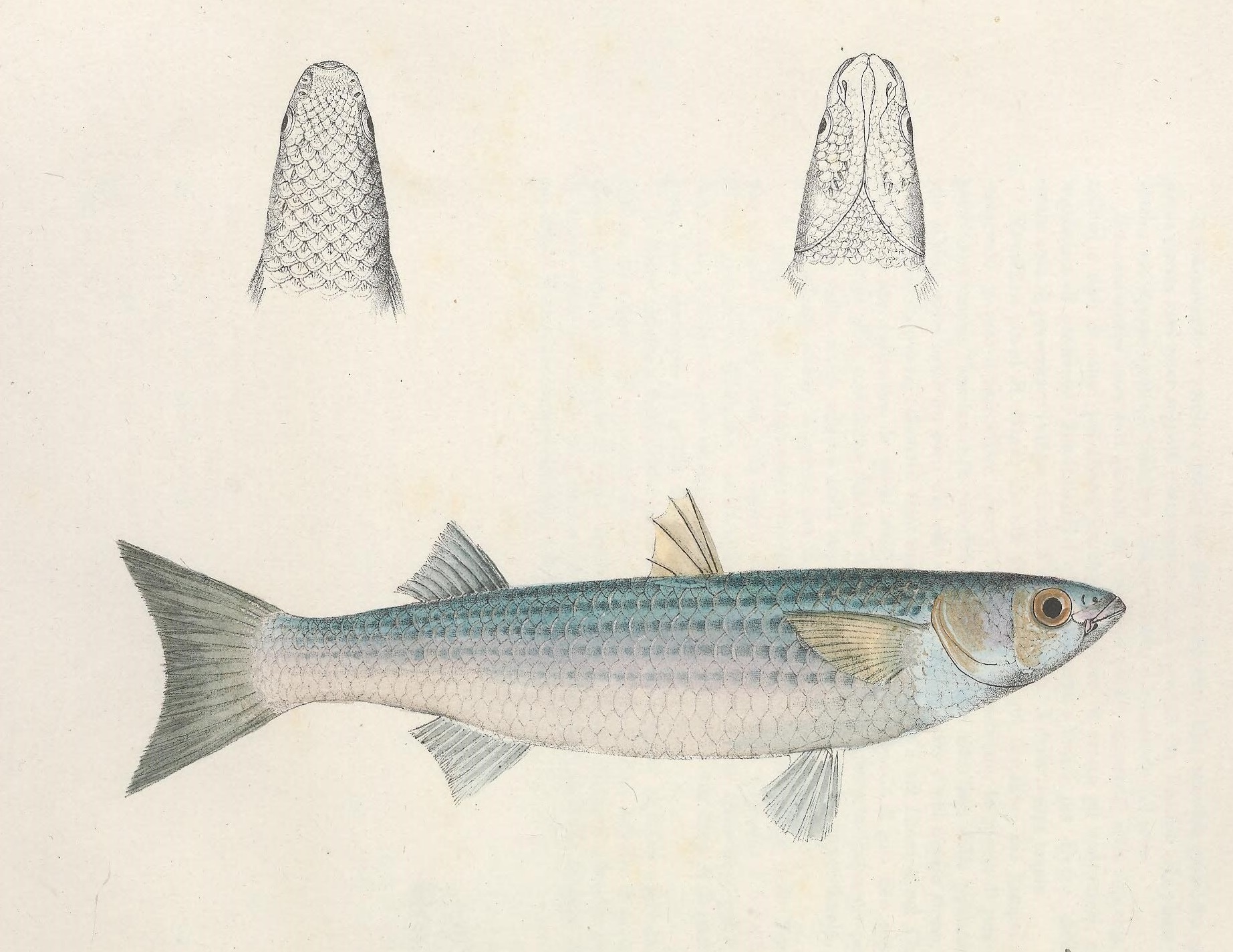 Chelon saliens (Chelon saliens) |commons:File:Chelon saliens - N121 w1150.jpg