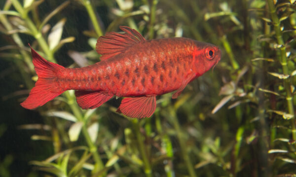 Cherry Barb (Puntius titteya) |commons:File:Cherry barb, Puntius titteya.jpg