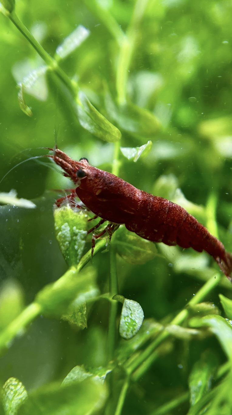 Cherry Karides Neocaridina davidi