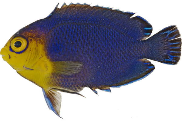 cherubfish (Centropyge argi) |commons:File:Centropyge argi - pone.0010676.g102.png