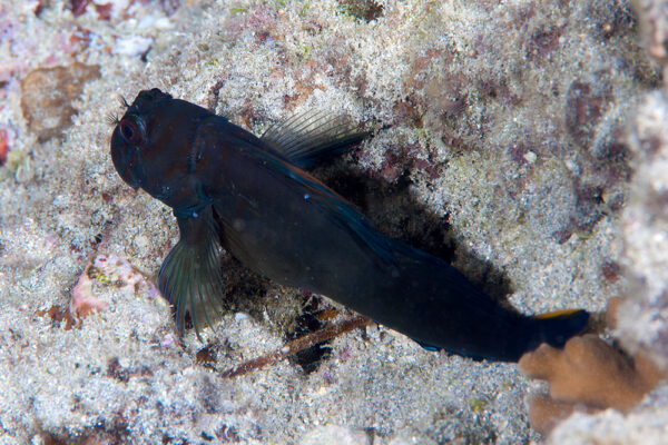 Chestnut Blenny (Cirripectes castaneus) |commons:File:Chestnut Blenny, female - Cirripectes castaneus.jpg