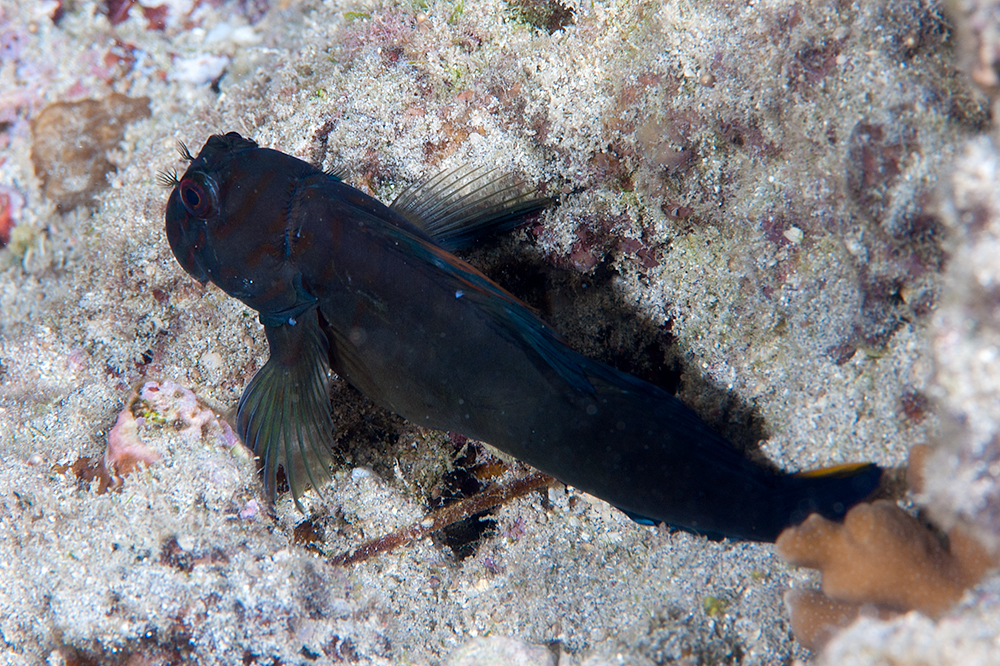 Chestnut Blenny (Cirripectes castaneus) |commons:File:Chestnut Blenny, female - Cirripectes castaneus.jpg