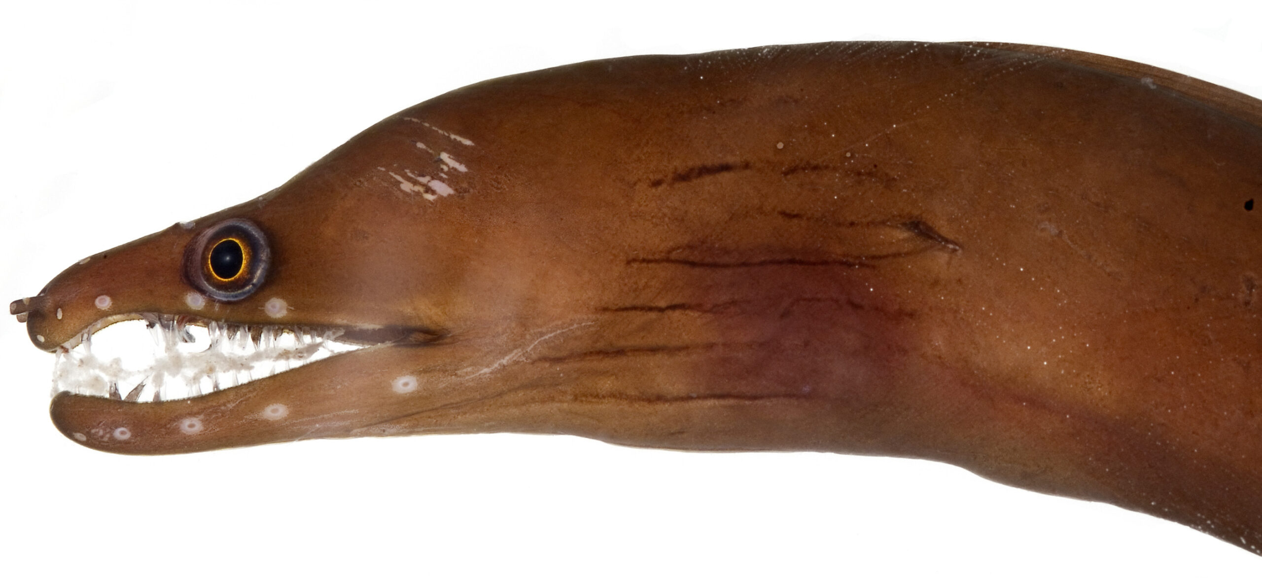 Chestnut Moray (Enchelycore carychroa) |commons:File:Enchelycore carychroa, Head (Caribbean Chestnut Moray).jpg
