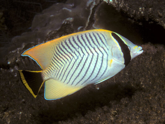 Chevron Butterflyfish (Chaetodon trifascialis) |commons:File:Bep chaetodon trifascialis.jpg