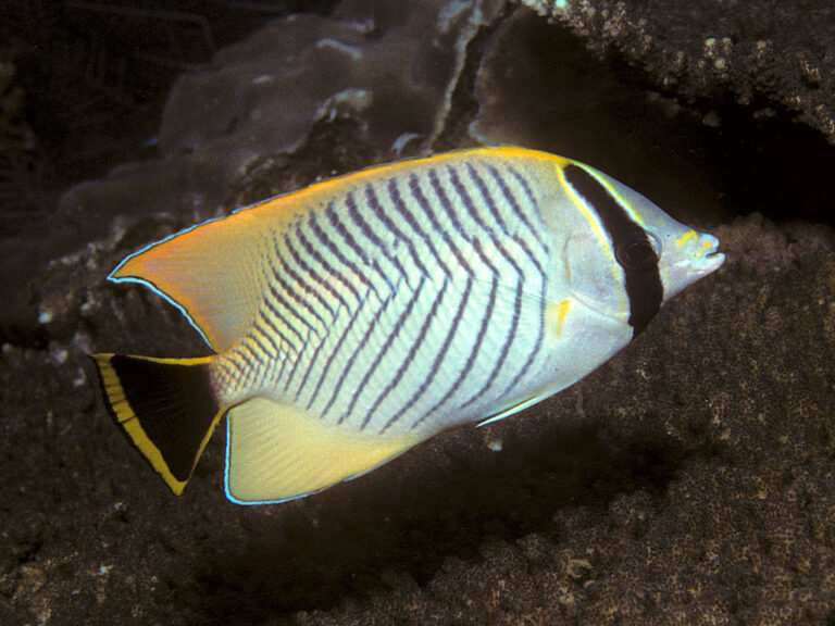 Chevron Butterflyfish (Chaetodon trifascialis) |commons:File:Bep chaetodon trifascialis.jpg