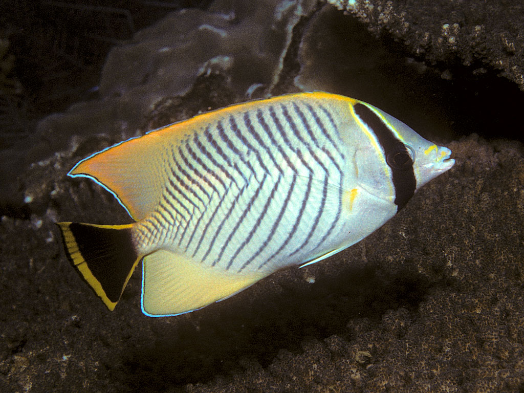 Chevron Butterflyfish (Chaetodon trifascialis) |commons:File:Bep chaetodon trifascialis.jpg