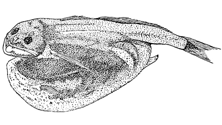 Chiasmodon braueri (Chiasmodon braueri) |commons:File:Chiasmodon braueri.jpg