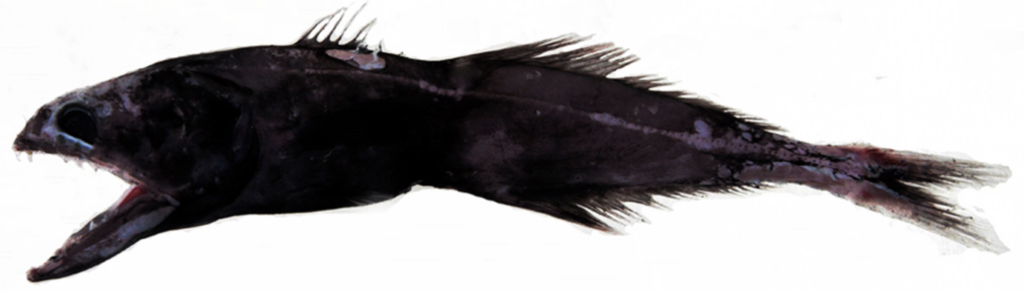 Chiasmodon subniger (Chiasmodon subniger) |commons:File:Chiasmodon subniger;.png
