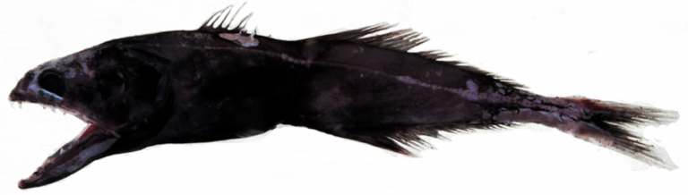 Chiasmodon subniger (Chiasmodon subniger) |commons:File:Chiasmodon subniger;.png
