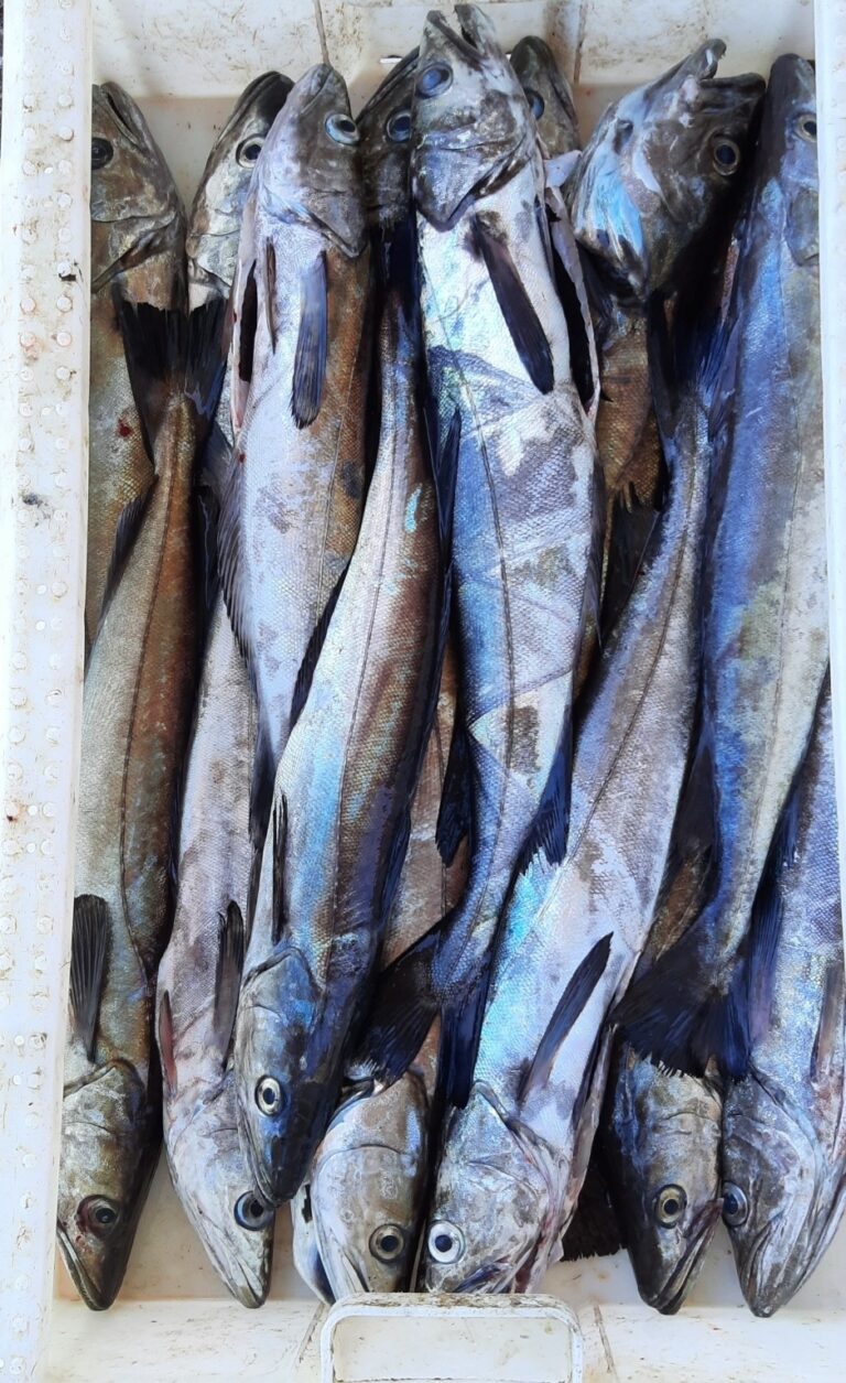 Chilean Hake (Merluccius australis) |commons:File:Merluccius australis.jpg