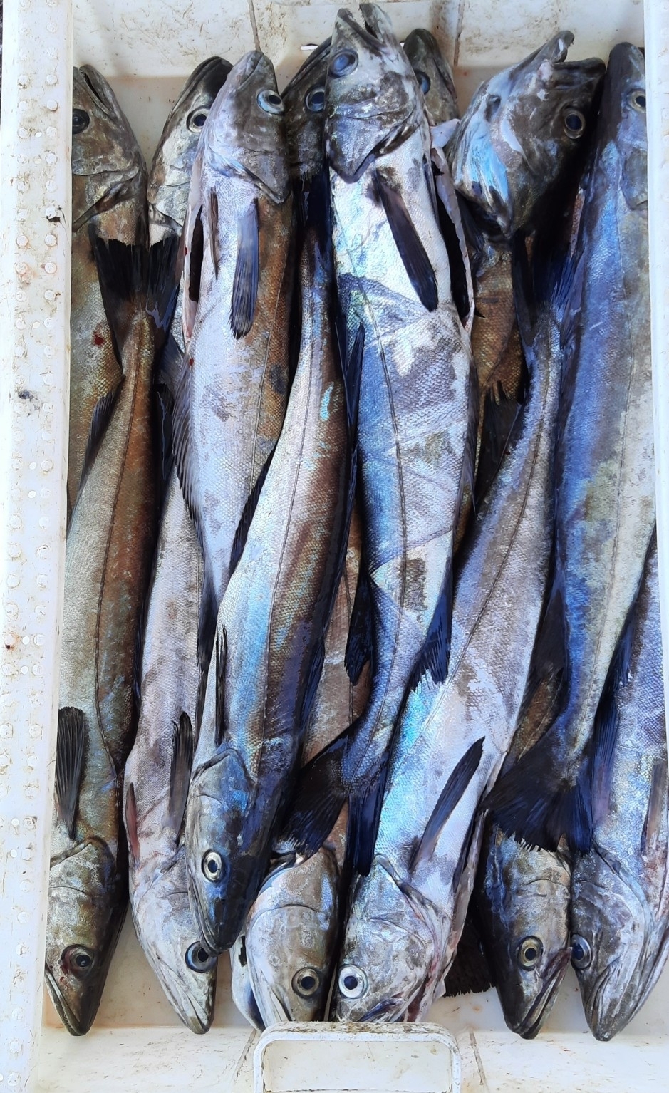 Chilean Hake (Merluccius australis) |commons:File:Merluccius australis.jpg