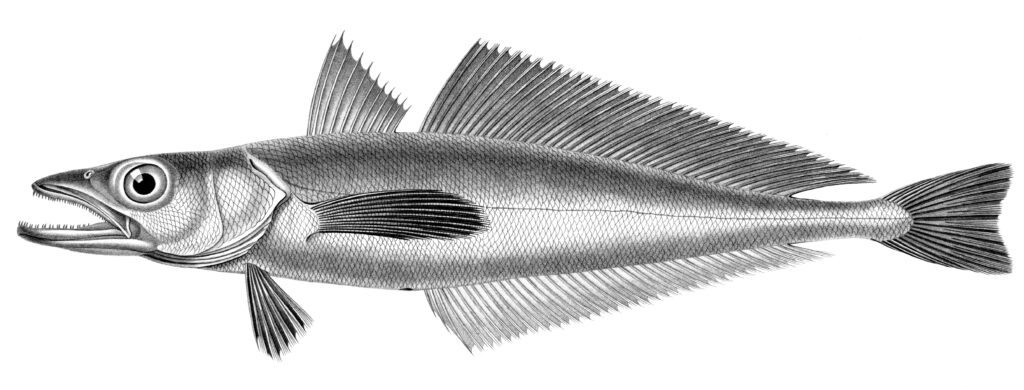 chilean whiting (Merluccius gayi) |commons:File:Merluccius gayi.jpg