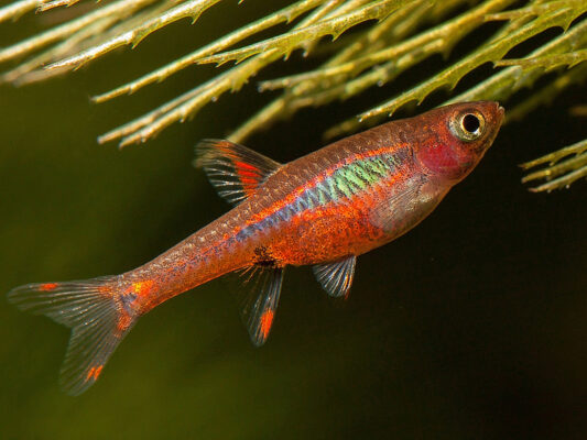 Chili Rasbora (Boraras brigittae) |commons:File:Boraras-brigittae-3191524164.jpg