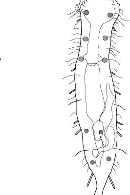 Chimaeradasys oligotubulatus Chimaeradasys oligotubulatus