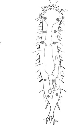 Chimaeradasys oligotubulatus Chimaeradasys oligotubulatus