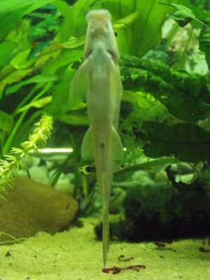 Chinese Algae Eater (Gyrinocheilus aymonieri) |commons:File:Glonojad syjamski (Gyrinocheilus aymonieri).JPG