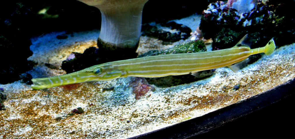 Chinese Trumpetfish (Aulostomus chinensis) |commons:File:Aulostomus chinensis 1.jpg