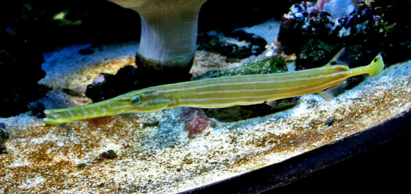 Chinese Trumpetfish (Aulostomus chinensis) |commons:File:Aulostomus chinensis 1.jpg