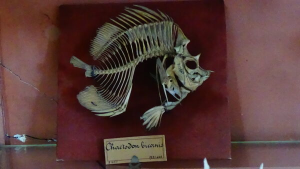 Chironemus bicornis (Chironemus bicornis) |commons:File:Chaetodon bicornis (peut-être Chironemus bicornis) - squelette mnhn Paris.JPG