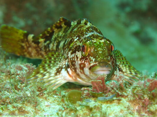 Chironemus marmoratus (Chironemus marmoratus) |commons:File:Chironemus marmoratus.jpg