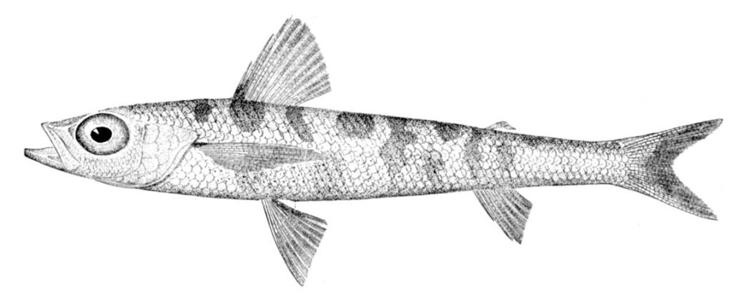 Chlorophthalmus chalybeius (Chlorophthalmus chalybeius) |commons:File:Chlorophthalmus chalybeius.jpg
