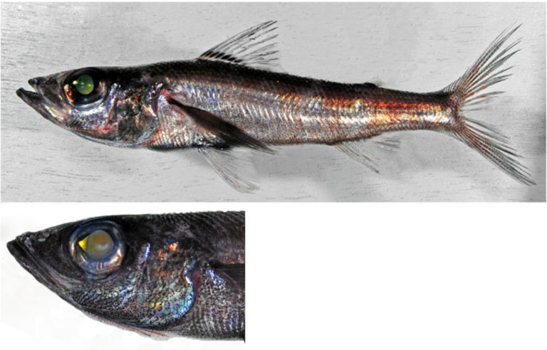 Chlorophthalmus mento (Chlorophthalmus mento) |commons:File:Chlorophthalmus mento.png