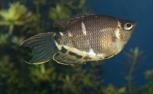 Chocolate Gourami (Sphaerichthys osphromenoides) |commons:File:Chocolate gourami, Sphaerichthys osphromenoides.jpg