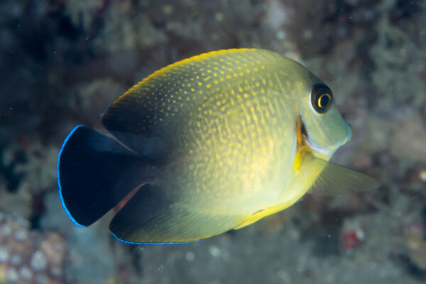 chocolate surgeonfish (Acanthurus pyroferus) |commons:File:Acanthurus Pyroferus, mimic surgeonfish (42054895991).jpg