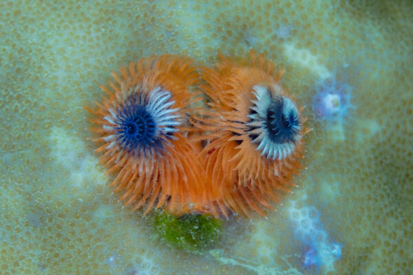 Christmas Tree Worm Spirobranchus giganteus