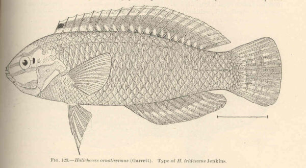 Christmas Wrasse (Halichoeres ornatissimus) |commons:File:FMIB 42490 Halichoeres ornatissimus (Garrett) Type of H iridescens Jenkins.jpeg