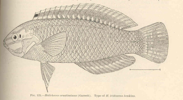 Christmas Wrasse (Halichoeres ornatissimus) |commons:File:FMIB 42490 Halichoeres ornatissimus (Garrett) Type of H iridescens Jenkins.jpeg
