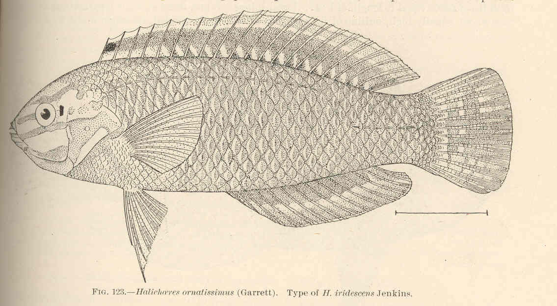 Christmas Wrasse (Halichoeres ornatissimus) |commons:File:FMIB 42490 Halichoeres ornatissimus (Garrett) Type of H iridescens Jenkins.jpeg