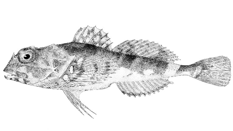 Chukchi Fringed Sculpin (Porocottus quadrifilis) |commons:File:FMIB 32861 Crested Sculpin (Porocottus quadrifilis).jpeg