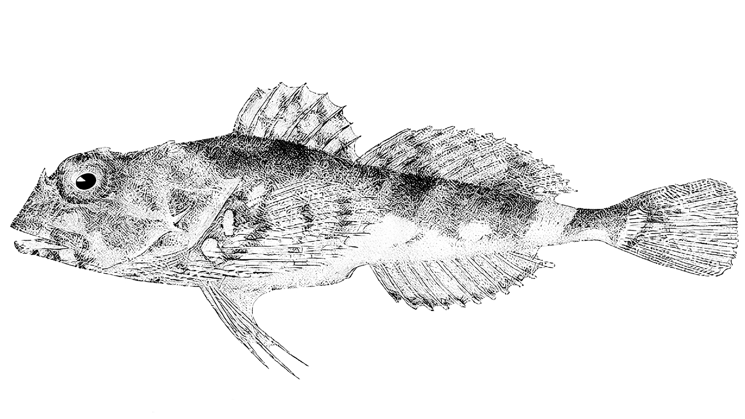 Chukchi Fringed Sculpin (Porocottus quadrifilis) |commons:File:FMIB 32861 Crested Sculpin (Porocottus quadrifilis).jpeg