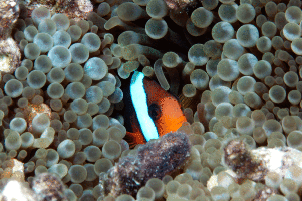 Cinnamon Clownfish (Amphiprion melanopus) |commons:File:Amphiprion melanopus, Ribbon.gif