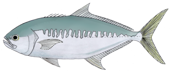ciplak baligi (Campogramma glaycos) |commons:File:Campogramma glaycos - Vadigo.png